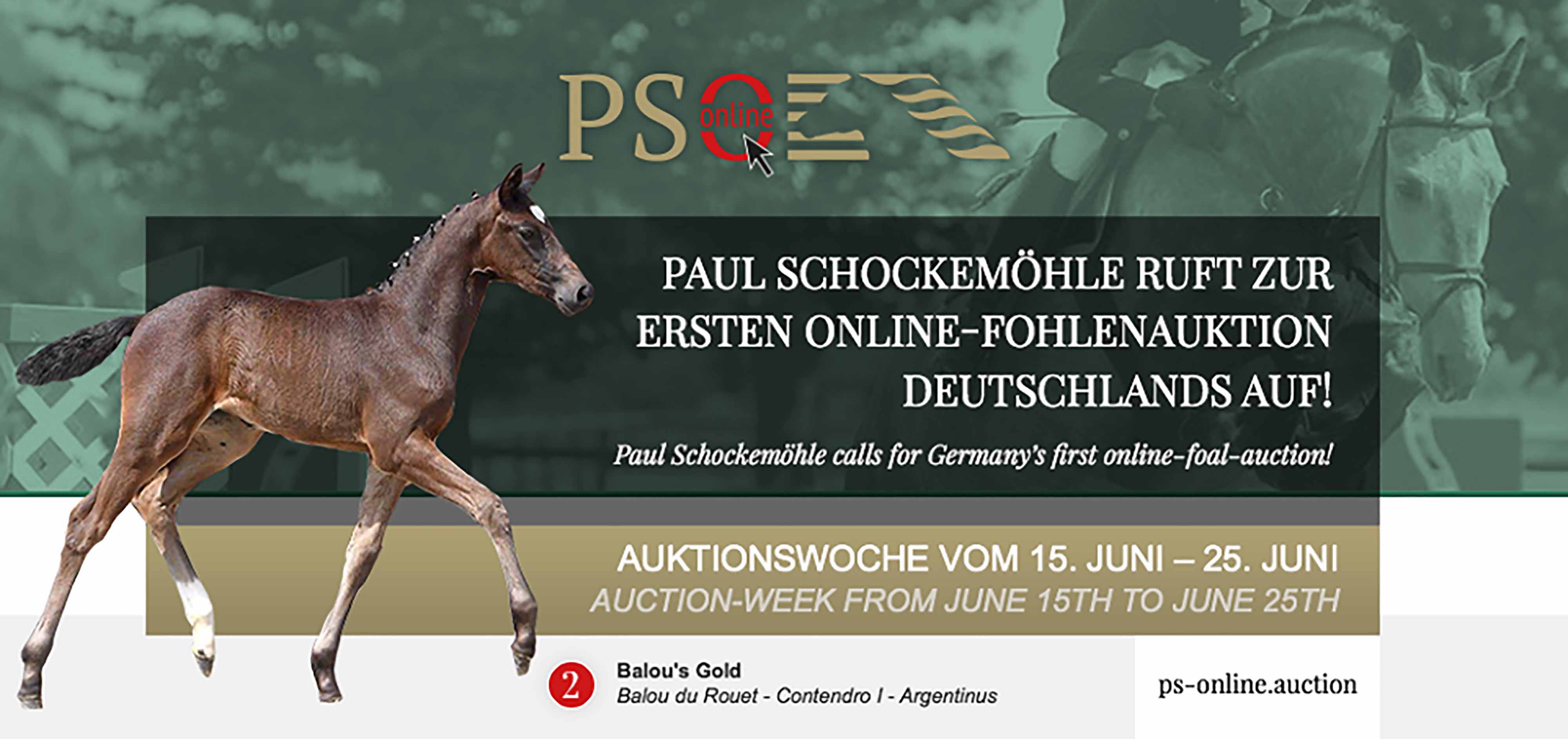 Primera Subasta Online de potros Paul Schockemöhle