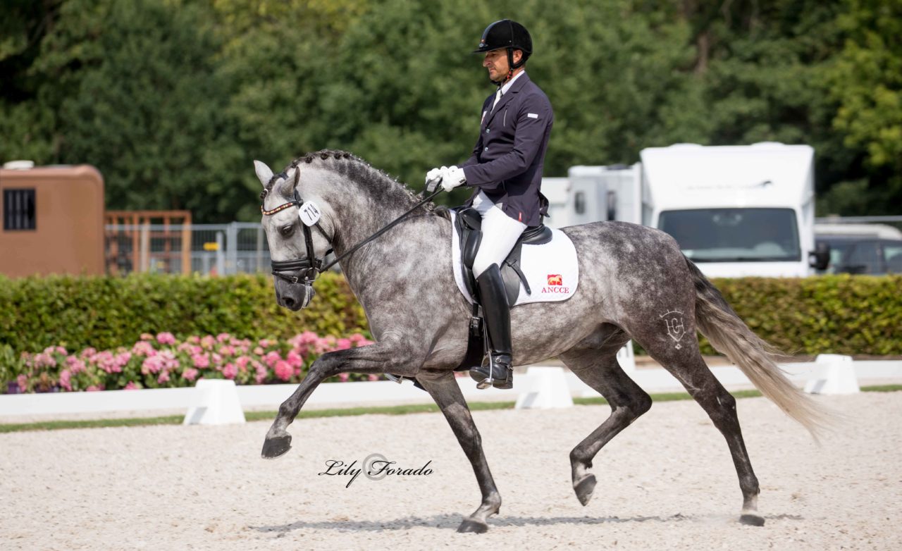 Los ejemplares participantes en el Campeonato del Mundo de Caballos Jóvenes, clasificados para SICAB 2018