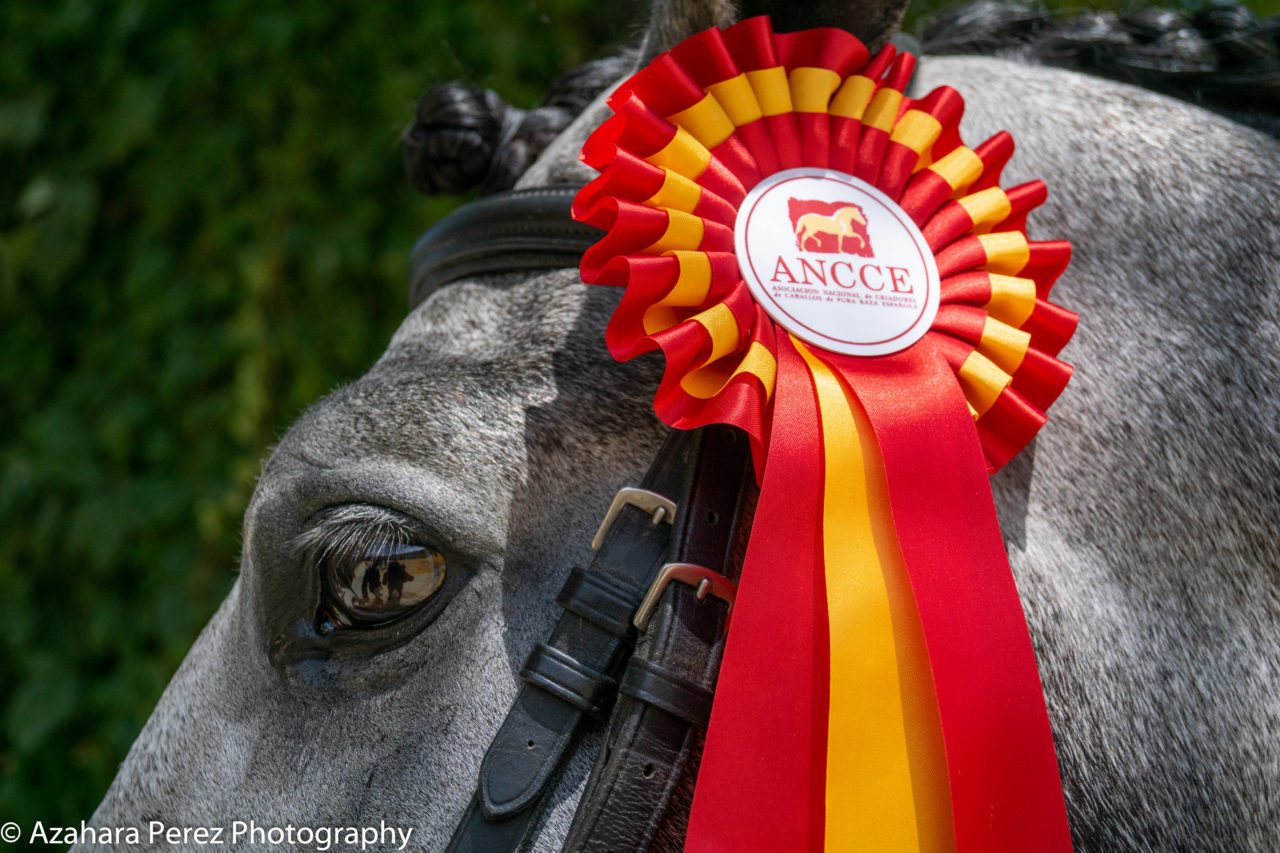 Qu de Susaeta y Pegaso de los Arcos, obtienen la categoría de «Excelente» en la Final de PSCJ