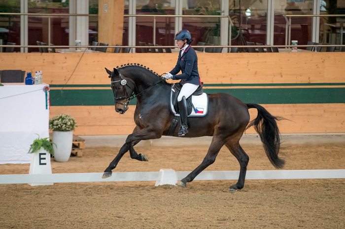 Job Offer: Dressage Rider wanted at Dressage Stable Pelikan