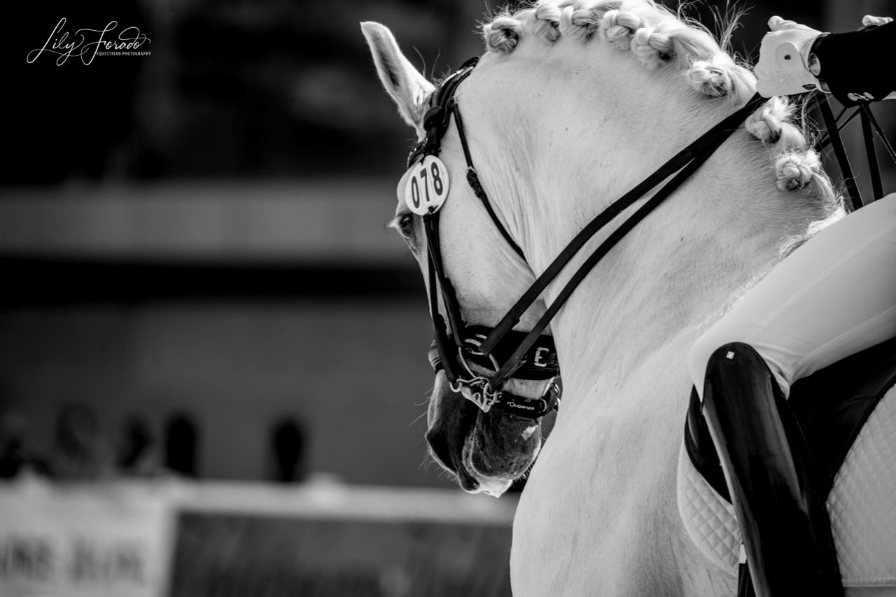 Gran cantidad de P.R.Es en el Cto. Nacional  de Caballos Jóvenes de 2019.