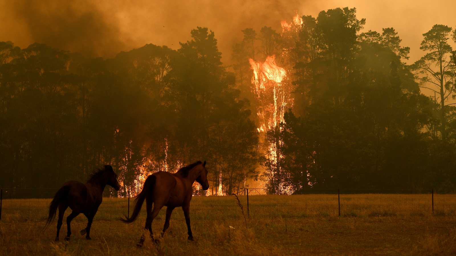 Al menos 480 millones de animales, víctimas de los incendios en Australia