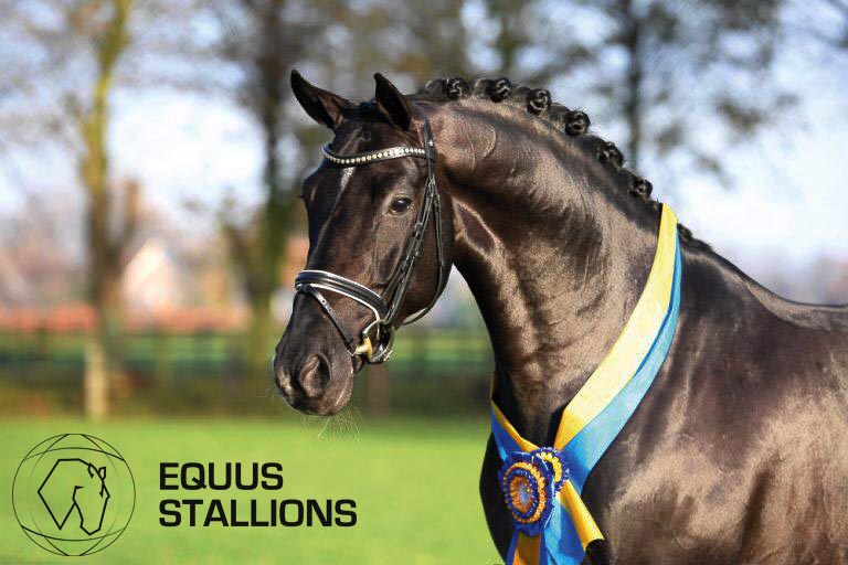 Equus Stallions:  Una temporada marcada por una creciente demanda.