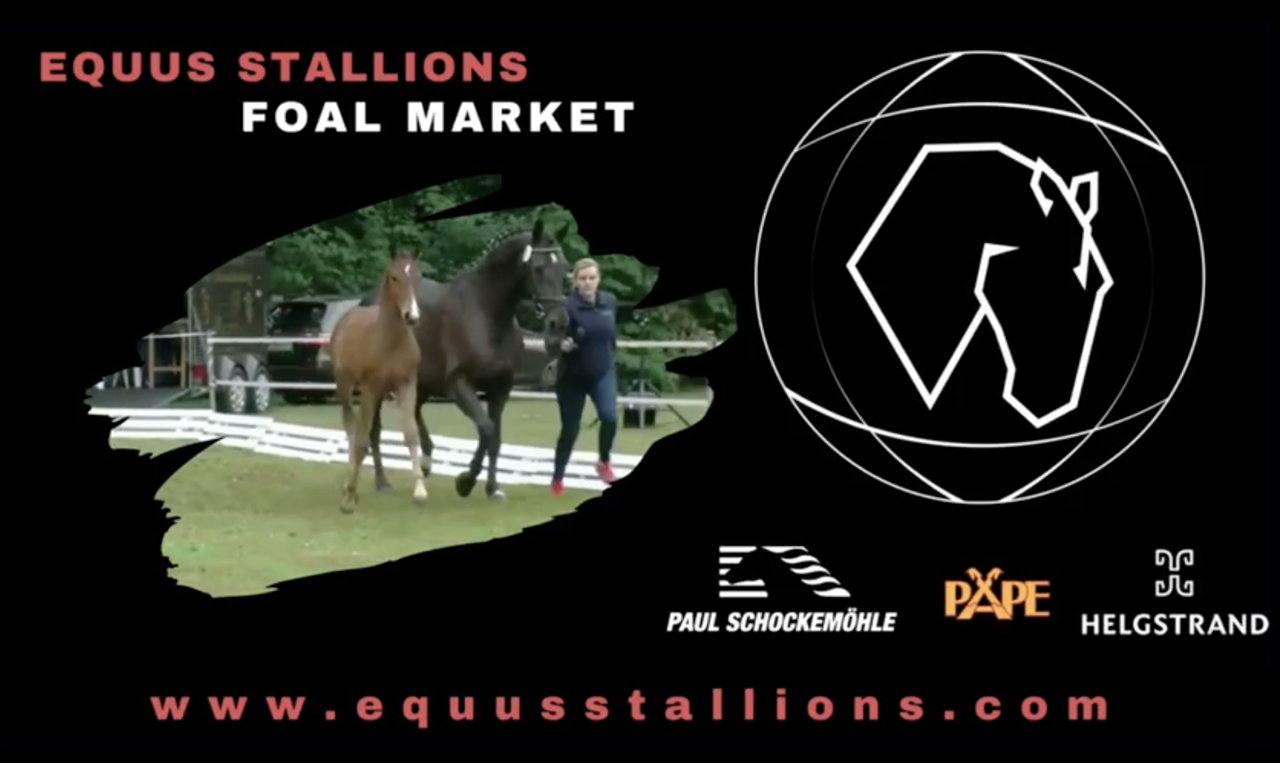 «Equus Stallion Foal Market», la revolución del mercado de los potros en España.