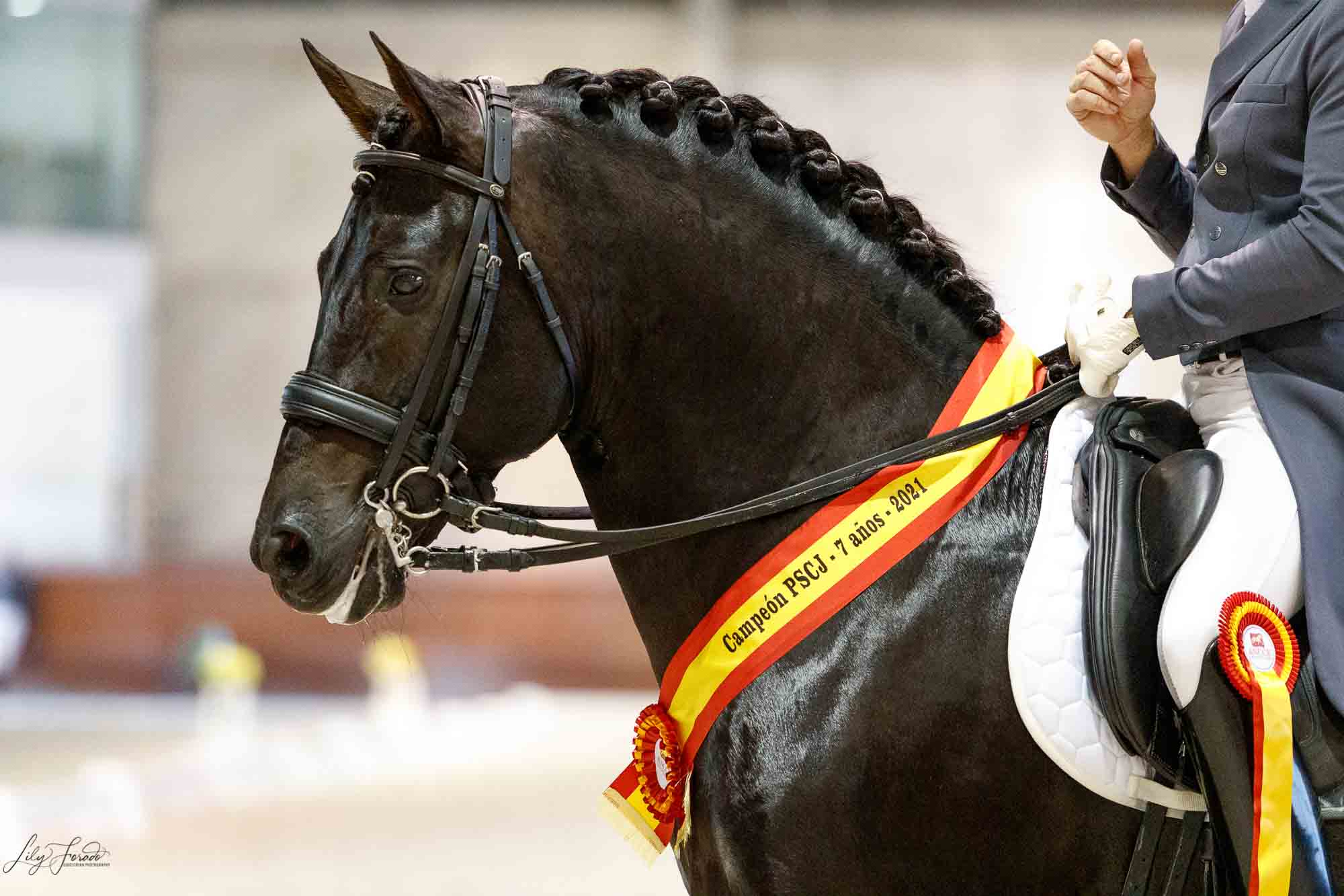 La perla negra de “Veiga Da Luaira”, Torero de Centurión, pone rumbo a SICAB.