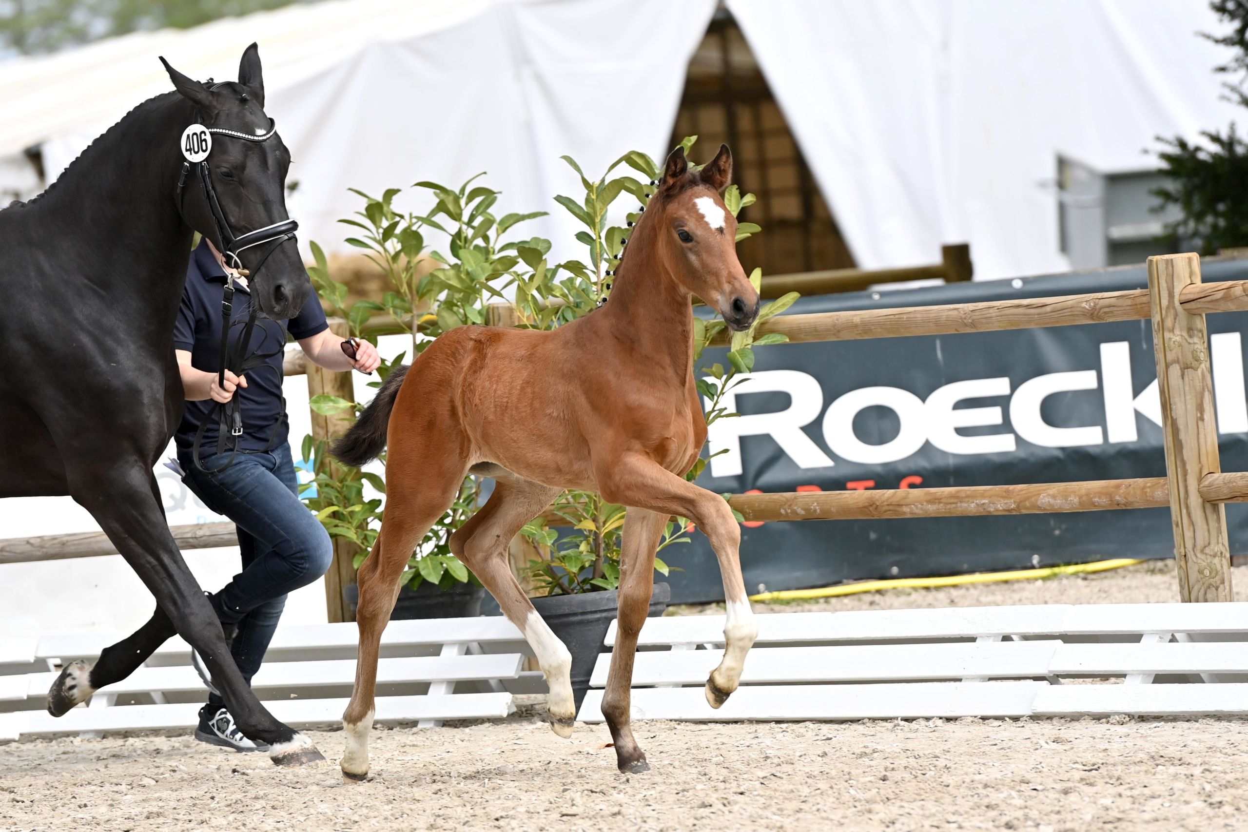 Exclusiva Subasta en directo de Helgstrand-Schockemöle Foals