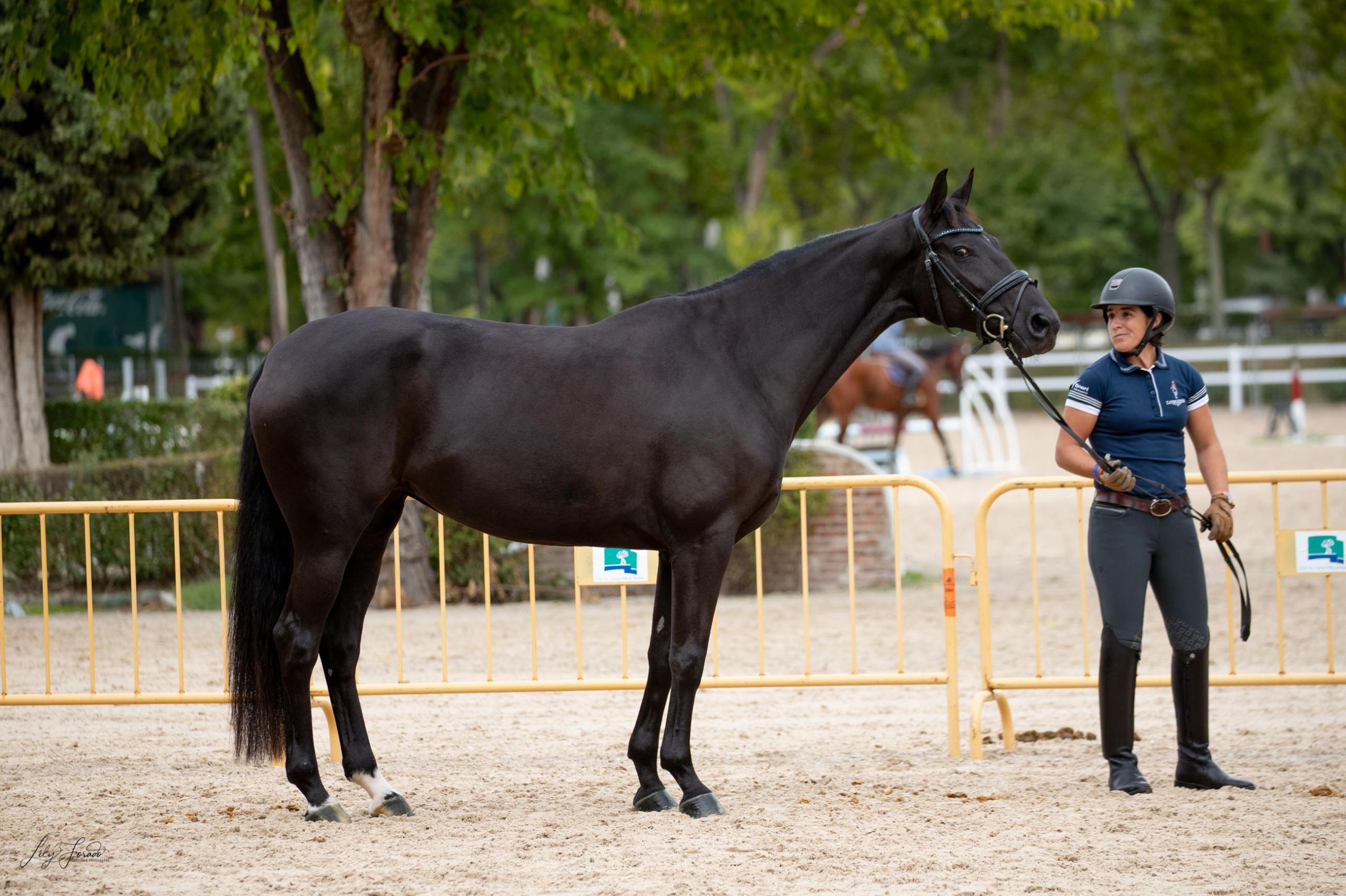 Comienza el Cto. de España de Caballos Jóvenes 2022