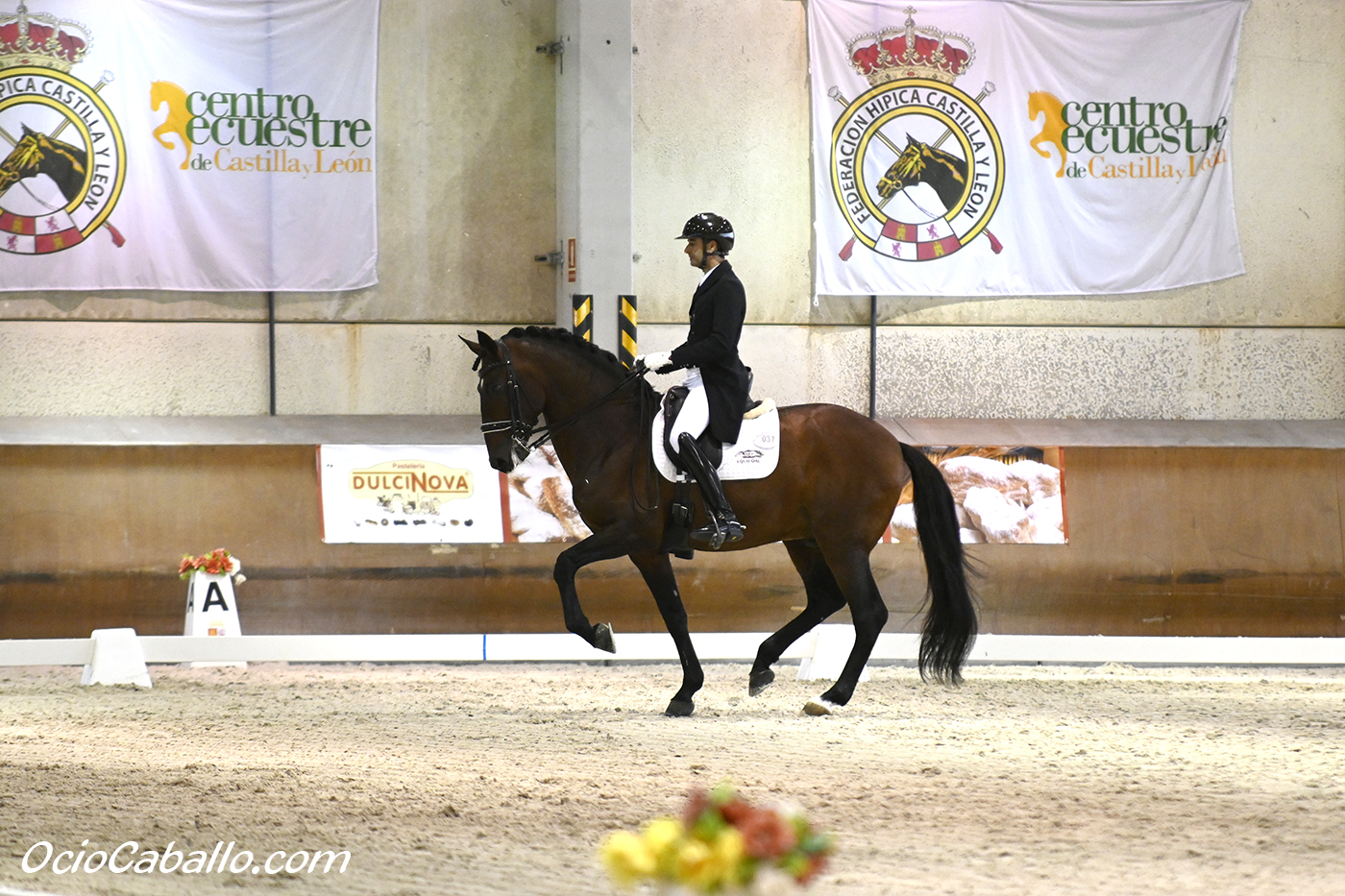 «Gaviao Dos Cedros» brilla en un fin de semana redondo para el caballo ibérico en CDI3* de CECYL.