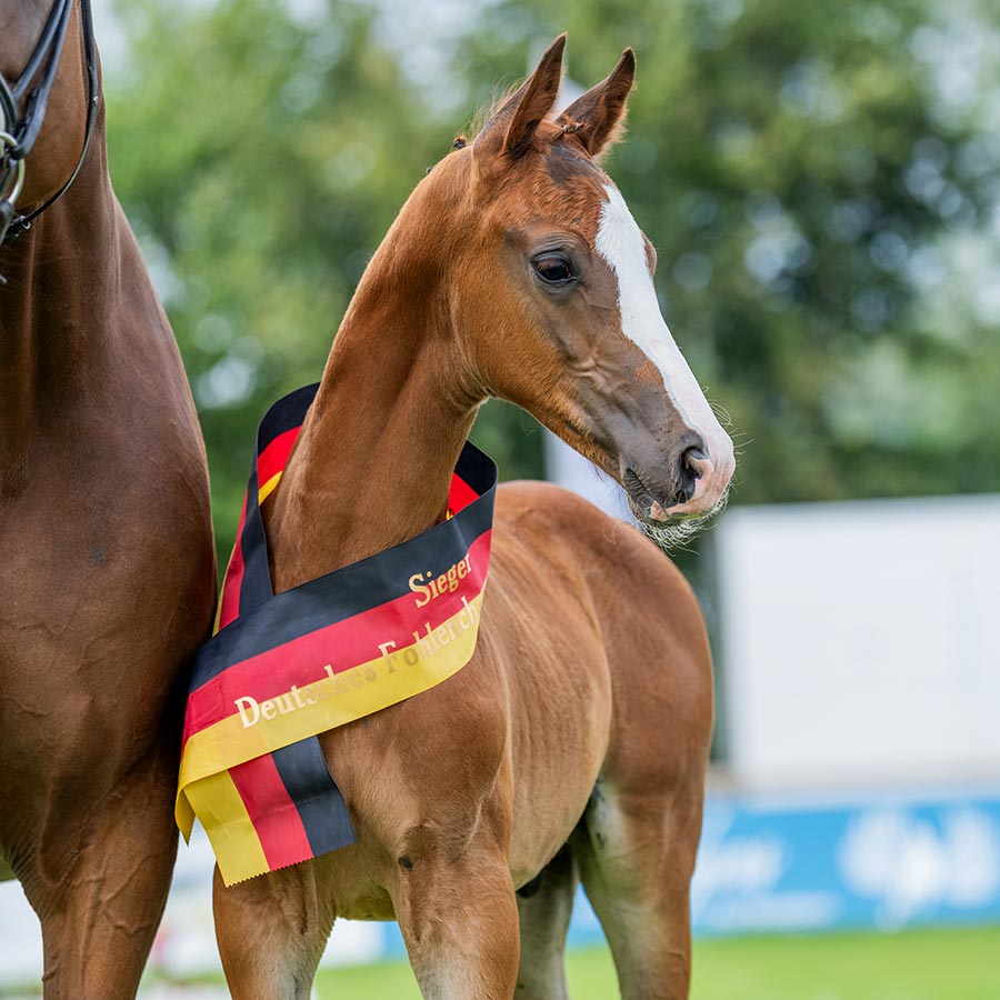 Horse24 Champions, la subasta online de los mejores foals de Alemania