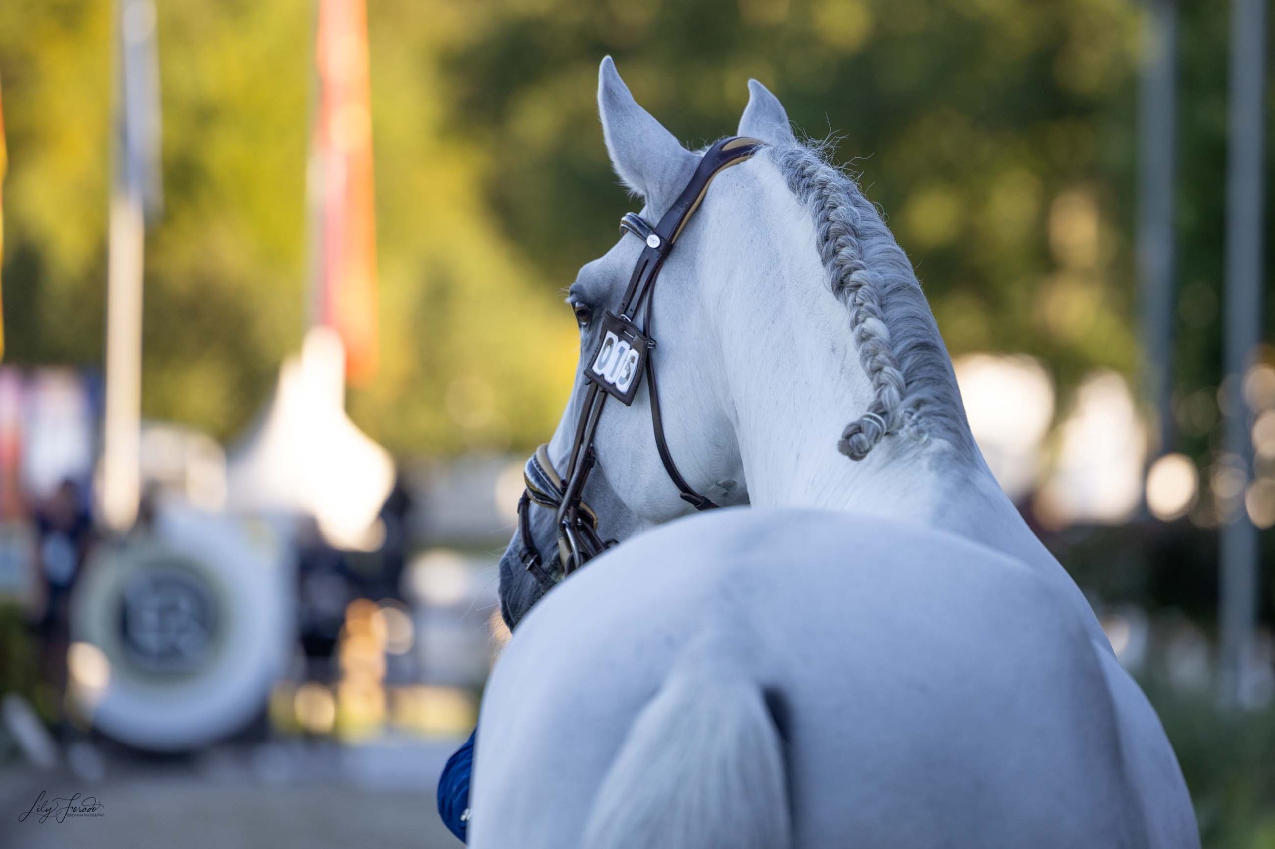 Los cuatro caballos españoles listos para el gran reto Olímpico de Riesenbeck 2023