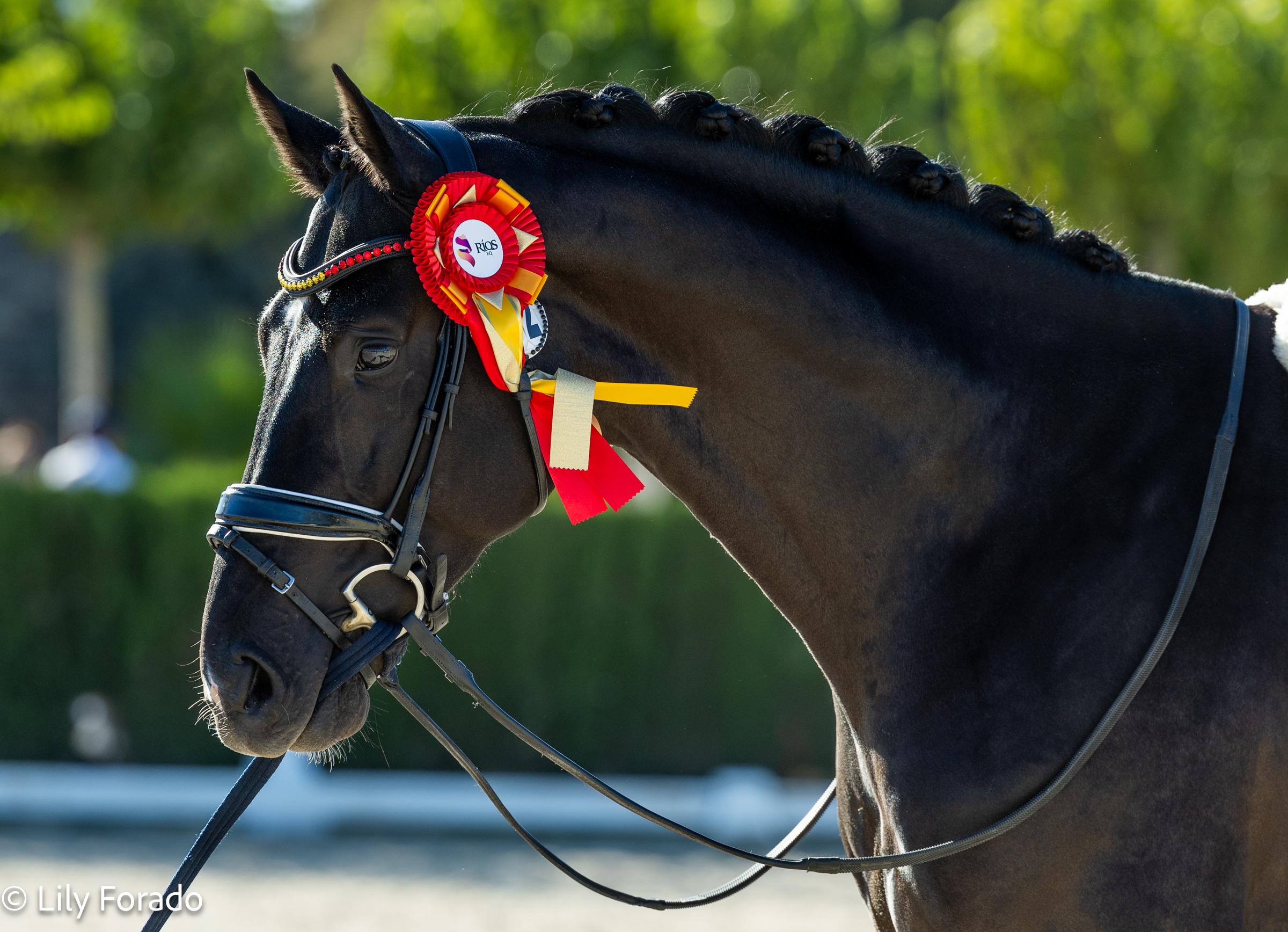 Secret CS fuera del Campeonato del Mundo de Caballos Jóvenes 2024 por razones burocráticas.  