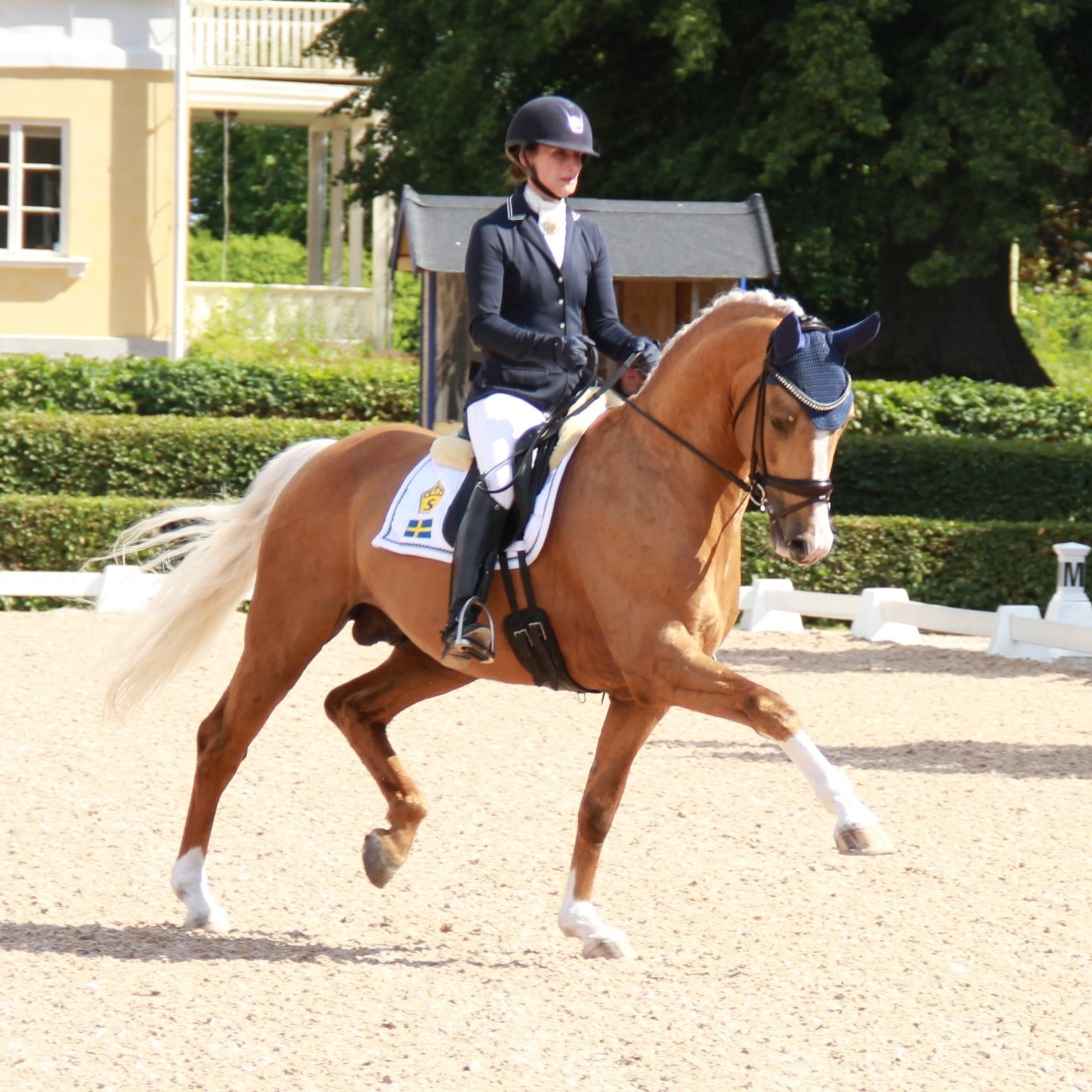 “Zucchero”, el primer palomino en el Campeonato del Mundo de Caballos Jóvenes