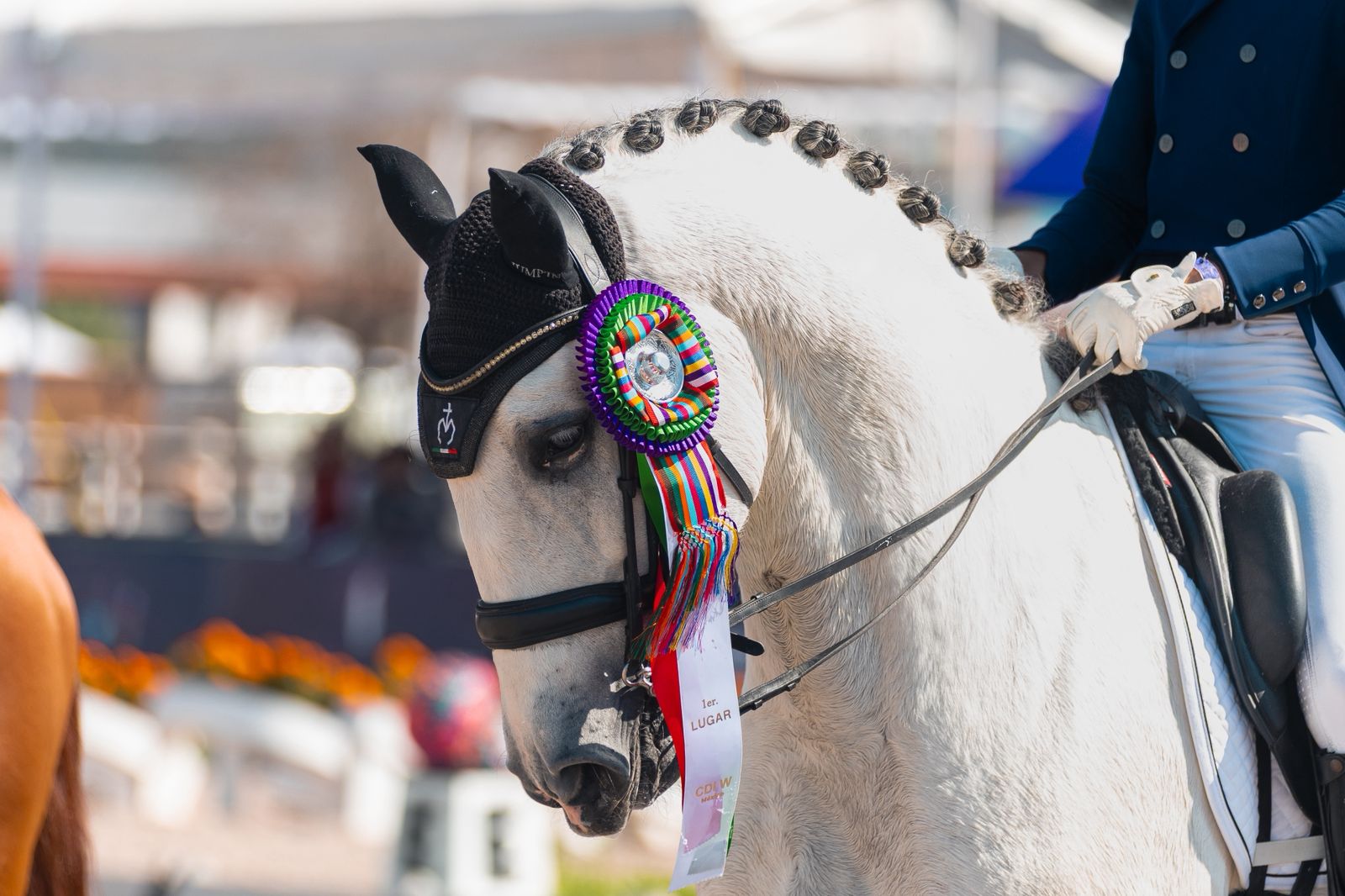Las Morerias brilla en el CDIW de Lerma con su artillería de caballos jóvenes 