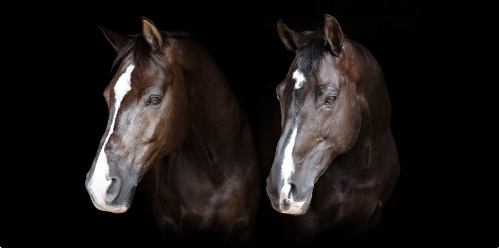 «Valegro» y «Uthopia» galopan en el cielo